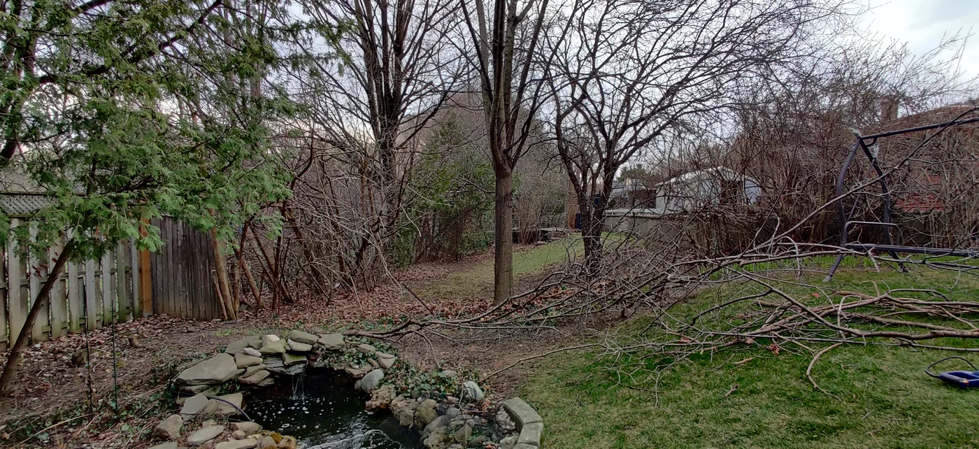 The wooded Oakville backyard and pond before the new fence went in