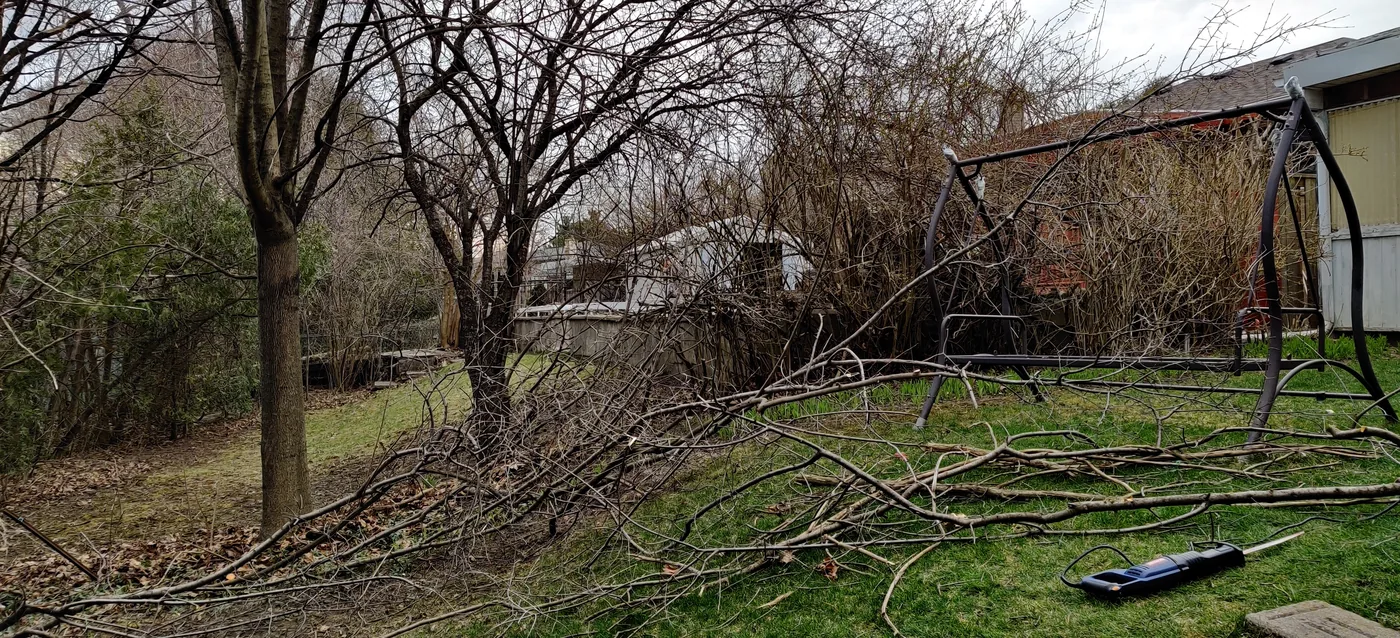 Uneven ground and mature trees along the Oakville fence line before work started